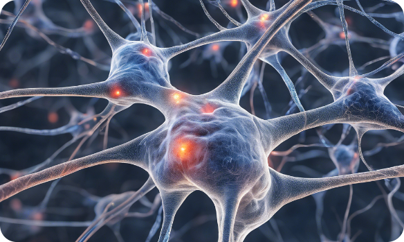 Neuron